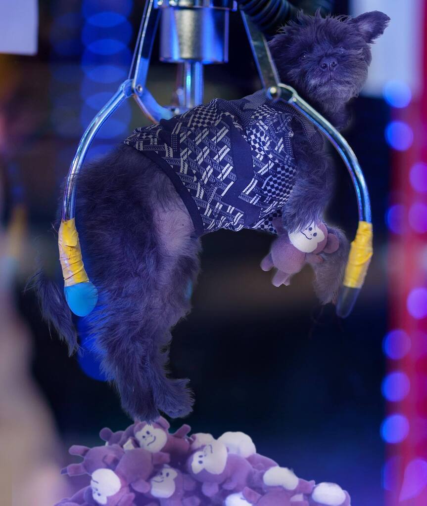 baconthedoggers's tweet photo. Catch your own monkey bear 🐻
-
#dogsoftoronto #dogsofcanada #schnauzer #minischnauzer #schnauzersofinstagram #dogsofinstagram #weeklyfluff #dogsofig #dogphotography #dogportrait #toronto #dogtoys #dogswithstuffedanimals #madewithphotoshop #composit… https://t.co/jkSeQY31hQ https://t.co/ZlGHC0m9Bg