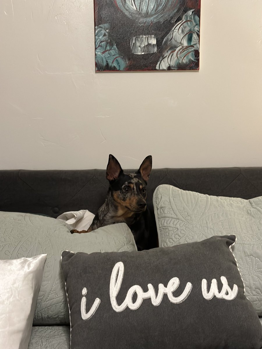 mermerD13's tweet photo. My dog went from living under a bridge... To sleeping in the middle of a king size bed on a stupid expensive but worth it @Purple pillow. She's lucky we love her. https://t.co/XMCdbvV1Xb