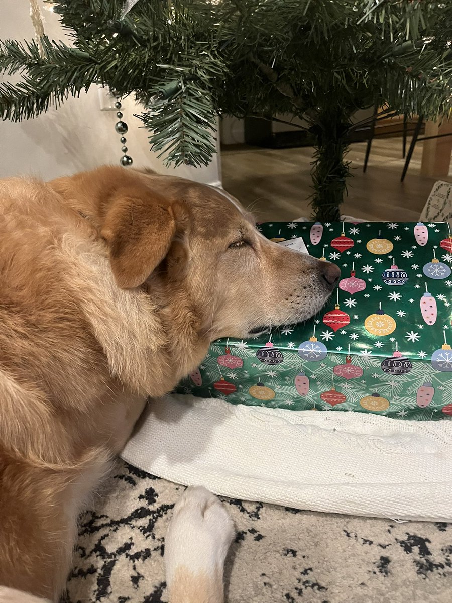 Present or pillow?