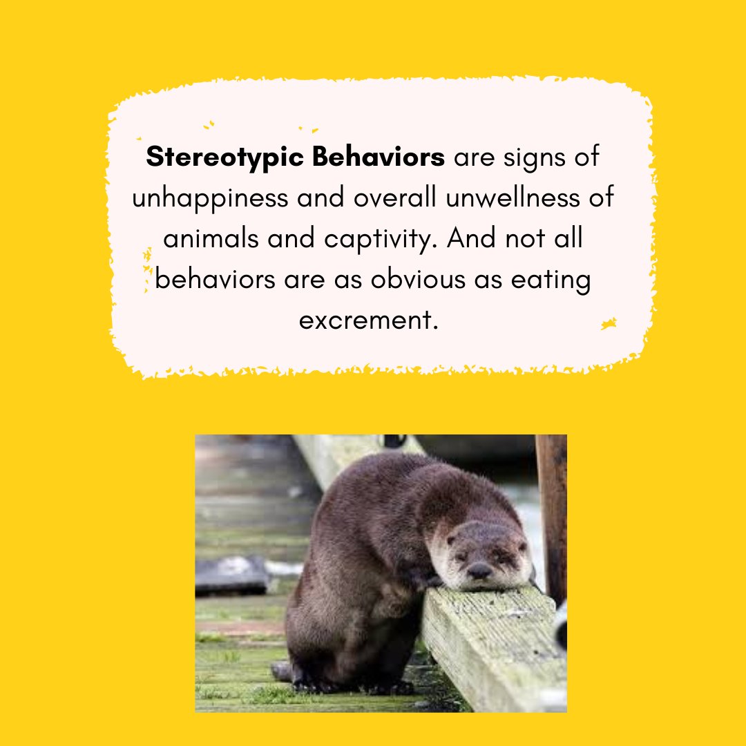 UConnBehavior's tweet photo. Ever heard of coprophagia or coprophila? A common stereotypic behavior seen in primates and monkeys in captivity. Stereotypic behaviors are unnatural, repetitive behaviors seen in a wide range of animals in captivity. Learn more at https://t.co/smcbiPP00j https://t.co/pR1UuWkTnm