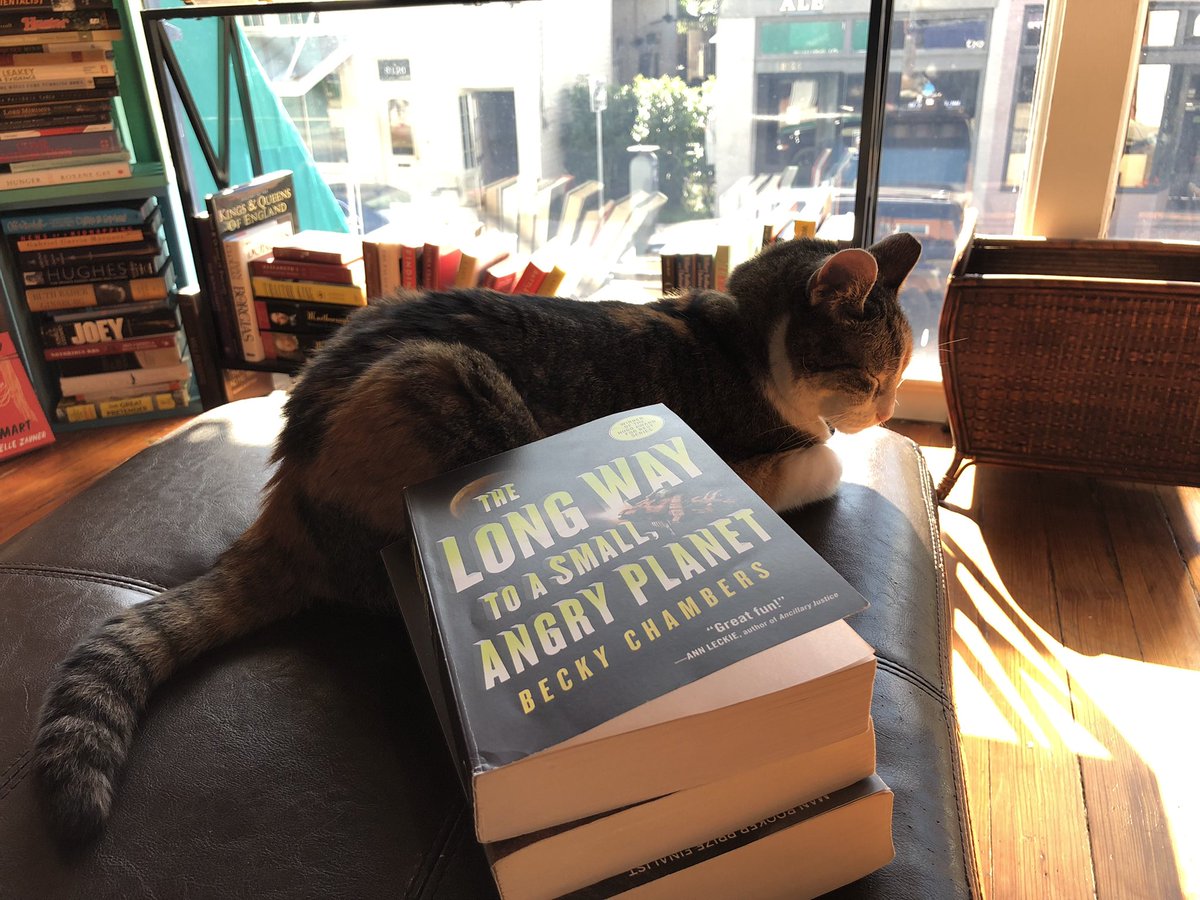 Graced by the store cat on our last day at <a href="/BlueCypressBook/">Blue Cypress Books</a>. Still the best new/used bookstore in #NOLA