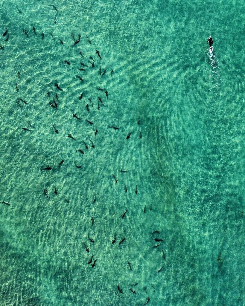 Leopard Shark spotting in La Jolla 🦈 ↯ Captured beautifully by @wherezpaulina. ↯ Want your photo featured? Simply follow us @SanDiegoPhotos and tag your San Diego Photos with #MySDPhoto! #SanDiego #MySDPhoto instagr.am/p/CmF2nwpr53f/
