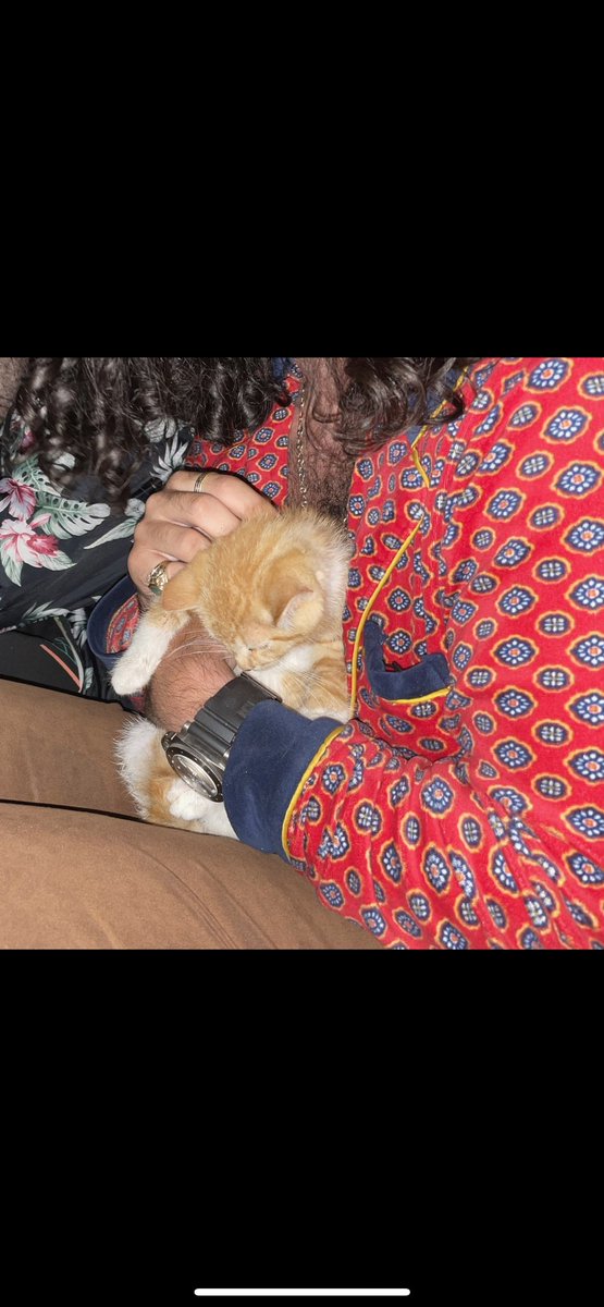 my top 10 cats of 2022- (Thread because i think i can only post 4 pics at a time(?) &amp; too many words 

10 buddha - bitchells’ cat who i live with (sorry you’re low on the list but you have a grumpy disposition)
9  kitten david miller found in the woods at apple river canyon