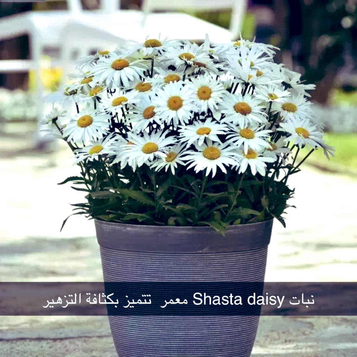 نباتات tweet media