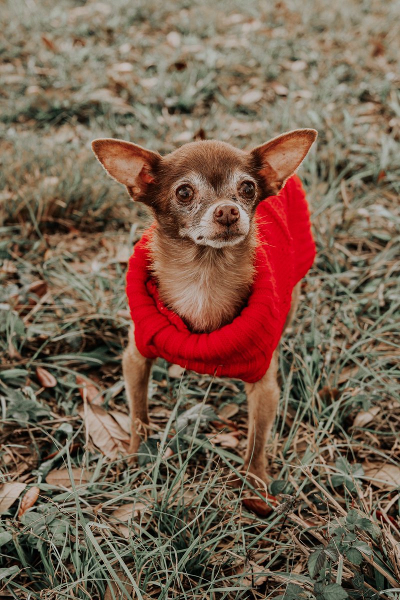 TaylorHuntPhoto's tweet photo. Miss Pennie is ready for Christmas! ❤️🎅🏼🐶

•  #Winter #December #holidayminisessions #holidayphotoshoot #petphotoshoot #happyholidays #canon #canonphotography #Chihuahua https://t.co/z4M80GR1nC