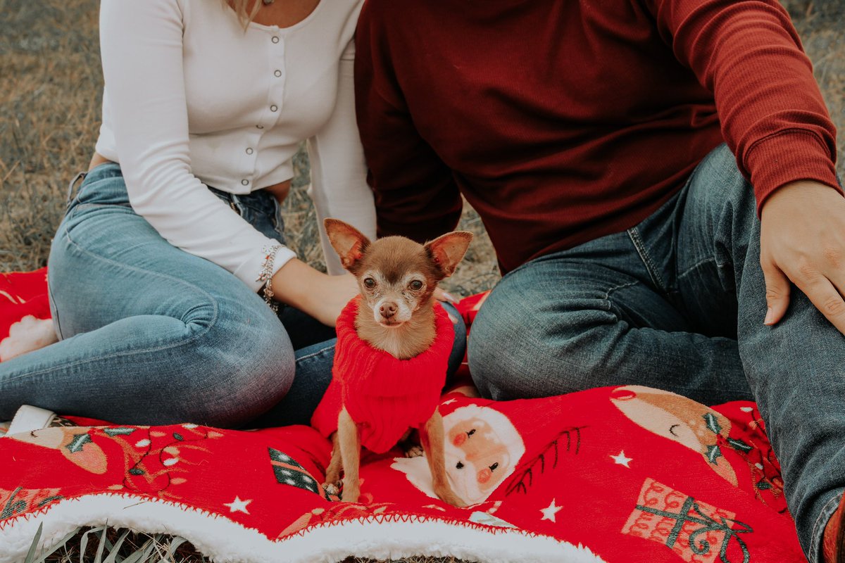 TaylorHuntPhoto's tweet photo. Miss Pennie is ready for Christmas! ❤️🎅🏼🐶

•  #Winter #December #holidayminisessions #holidayphotoshoot #petphotoshoot #happyholidays #canon #canonphotography #Chihuahua https://t.co/z4M80GR1nC