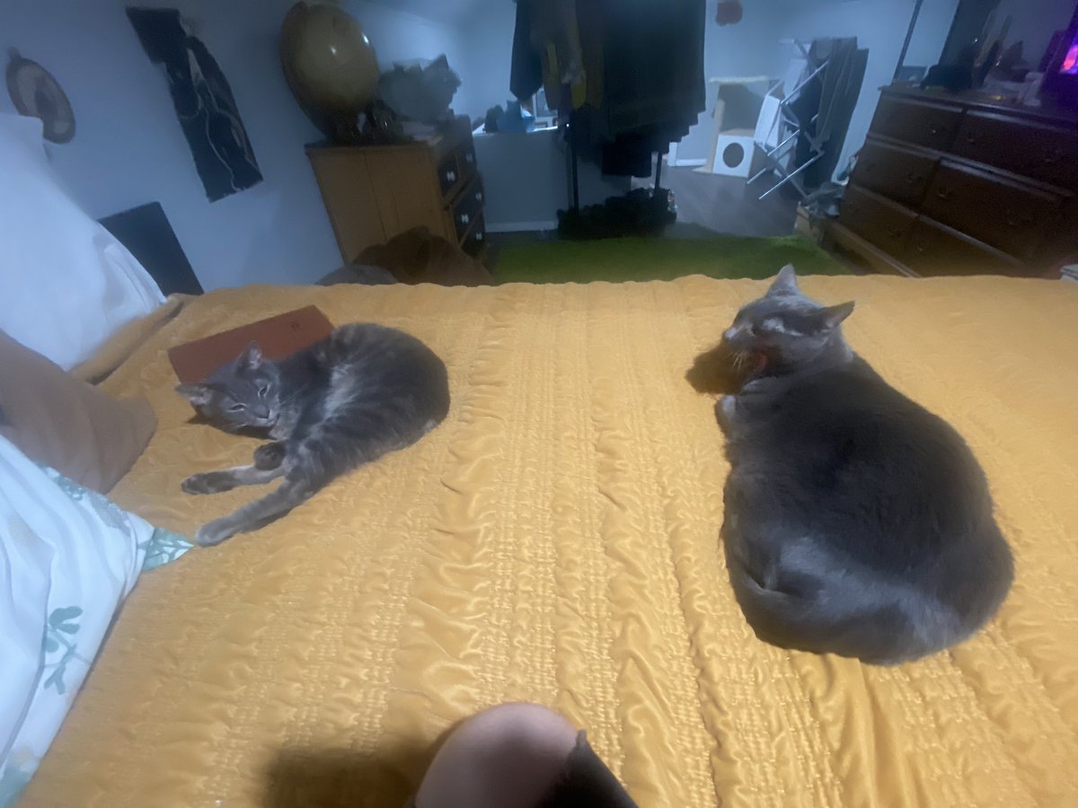 lousyscouty's tweet photo. steve and jug are also both doing great as always. Okay thats all thanks for listening hope everyone has a great rest of their year n a safe new year. Talk 2 ya later <3 https://t.co/miSTFExCAZ