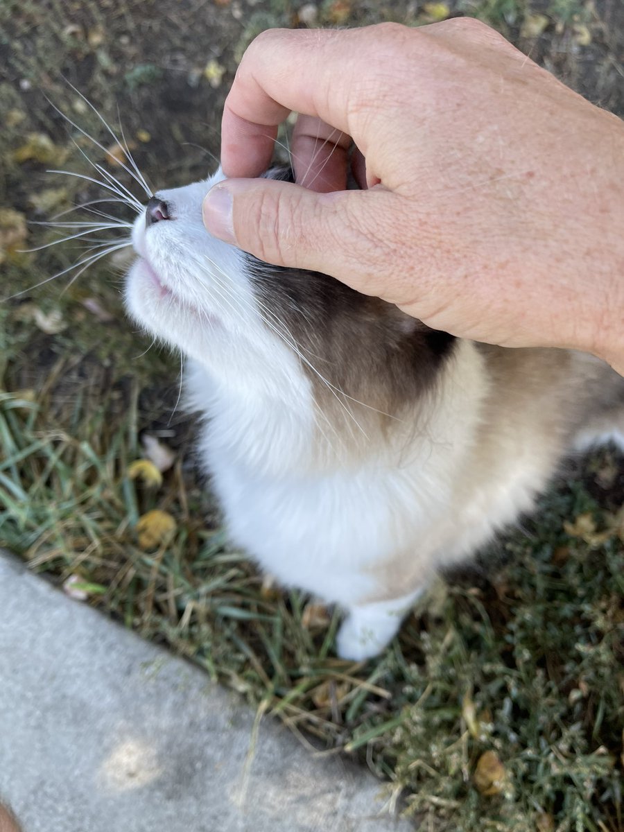 doocrowder's tweet photo. 8 oreo - my friend jereme’s mom mary’s cat
7 nana - who i also live with 
6 nice cat i met in arbor park in denver 
5 oreo 2- my aunt catherine‘s cat https://t.co/bOVrZ9Gi2l