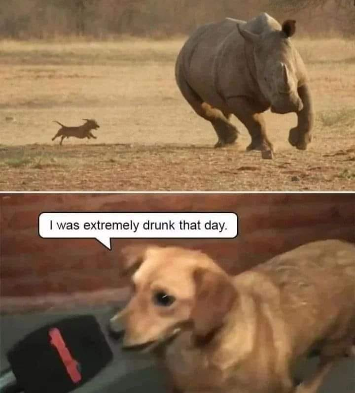 For my dog loving friends ❤️ 🤣. My 2 little dogs think they're tough too!