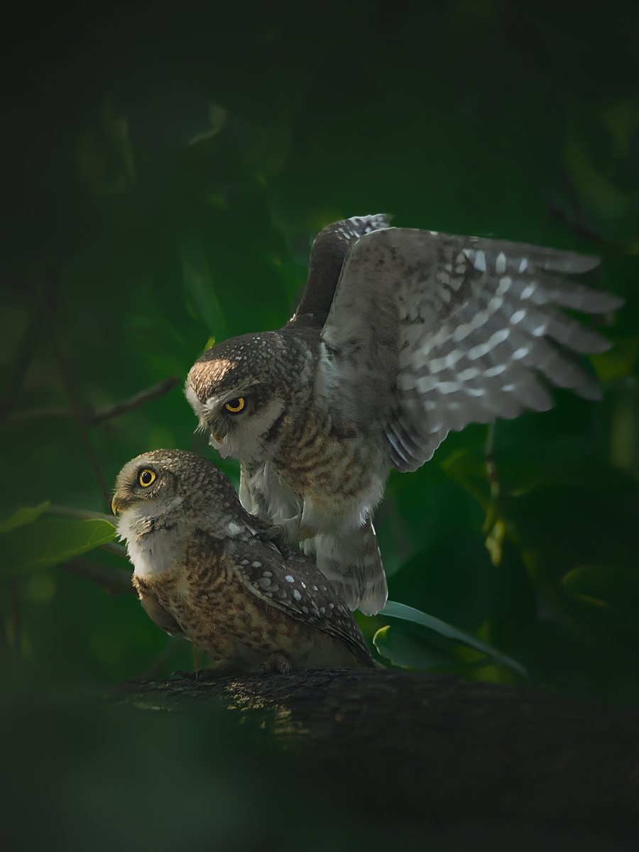 arijitmondal1's tweet photo. @stefano1979 @vivek_sadasivan Hoot Hoot.. 
The Owls are here 🦉🦉🦉🦉🦉 

"Duo - Spotted Owlet" now LIVE 
🦉 Rare Natural History Moment Photo of Pre-mating/mating ritual
🦉 15 Editions
🦉 0.0175 $ETH
🦉 https://t.co/6YX1SEEpyB https://t.co/2V4MabJsRE