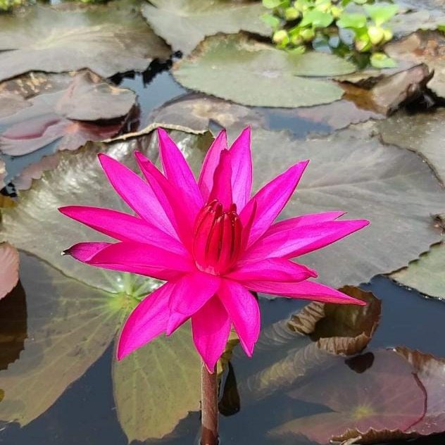 gounder_cheran's tweet photo. SENGUVALAI FLOWER IDENTITY OF VELLALARS https://t.co/wtYuUl7Fi2