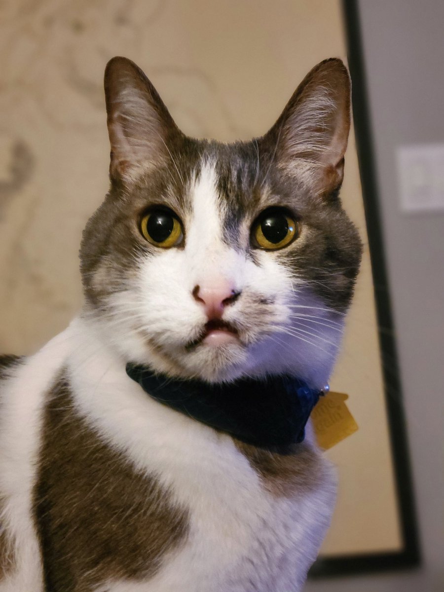Patchie Cat tweet media