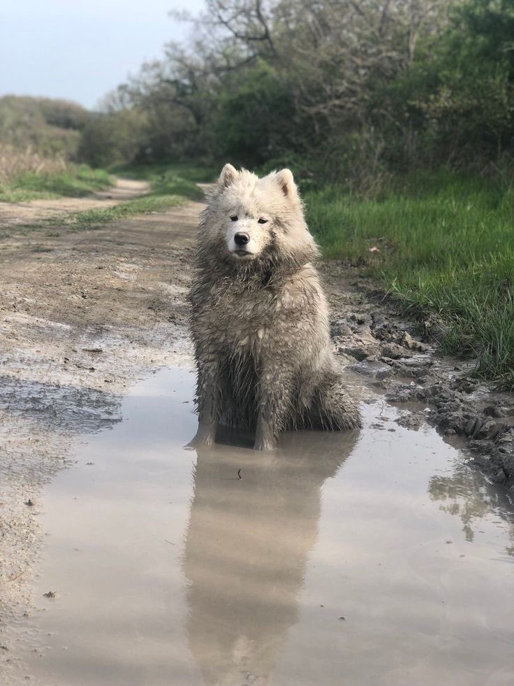 Maxi (Rest…Dm only) tweet media