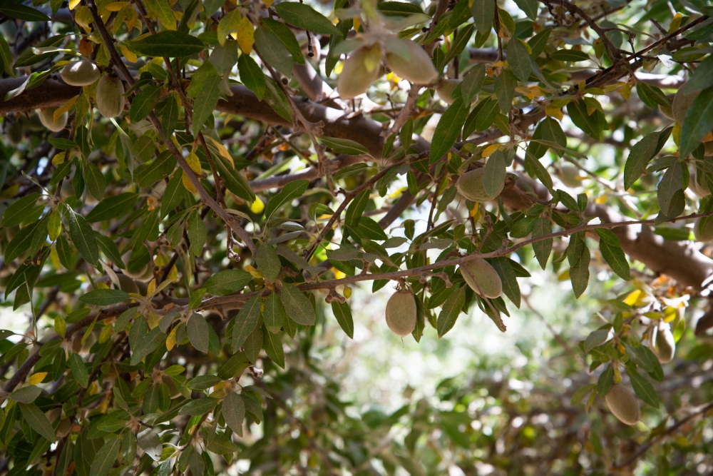 Sanitation is key to reducing future navel orangeworm damage in #almond orchards. The species will overwinter in mummy nuts left behind in the orchard after harvest. What practices are the foundation of your navel orangeworm program? #cropprotection #integratedpestmanagement