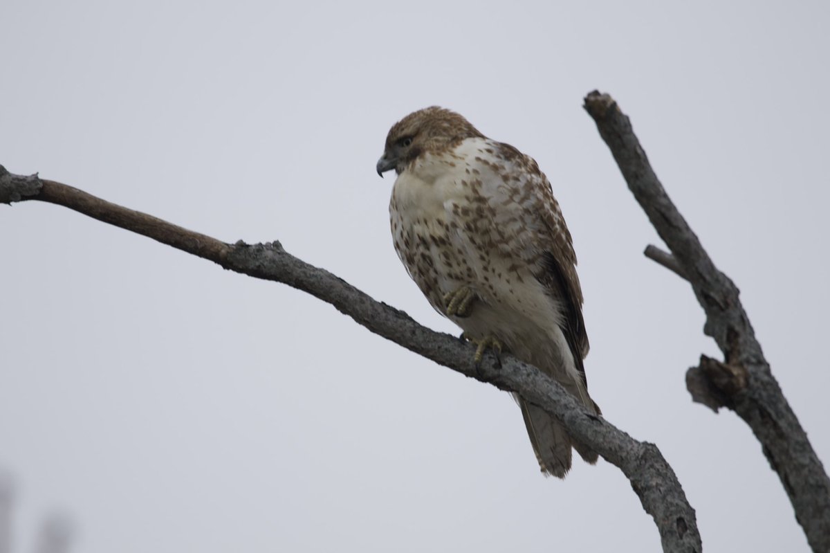 kyle_odonnell_'s tweet photo. Red-tailed hawk at Belle Isle Marsh
#photography #nature #naturephotography #wildlifephotography
#birds #birdtwitter #birdsofma https://t.co/8YubeI2XBb
