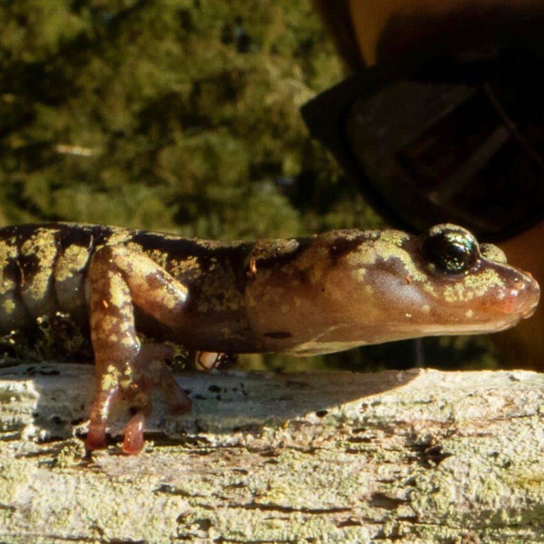 Join us this Wednesday, December 14, at 6:45 PM either in-person at the Zoo or online for the next Zoo Conservation Lecture entitled, Adapting to Life in the Trees: How Lungless Salamanders Jump, Glide, and Generate Lift. Visit sequoiaparkzoo.net for details. #Zoo #Humboldt