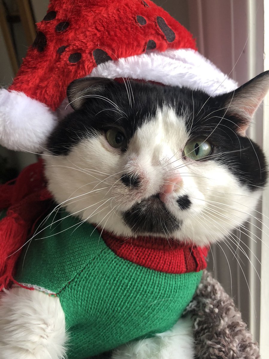 MemphisNose's tweet photo. what’s your cats name? Write below! https://t.co/wbo4eVrUwH