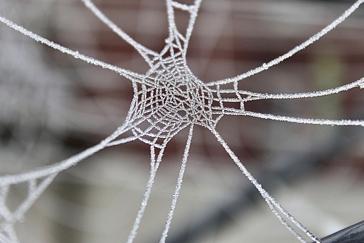 Zoe_Jane's tweet photo. Had to dust off the #canon to get pictures of frozen cobwebs 🕸️ ❄️

#photographylovers #NorthernIreland https://t.co/wtJ5UkAeS6