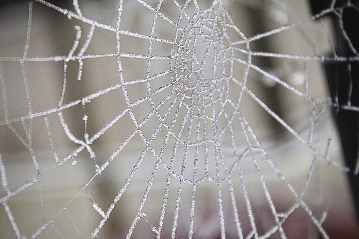 Zoe_Jane's tweet photo. Had to dust off the #canon to get pictures of frozen cobwebs 🕸️ ❄️

#photographylovers #NorthernIreland https://t.co/wtJ5UkAeS6