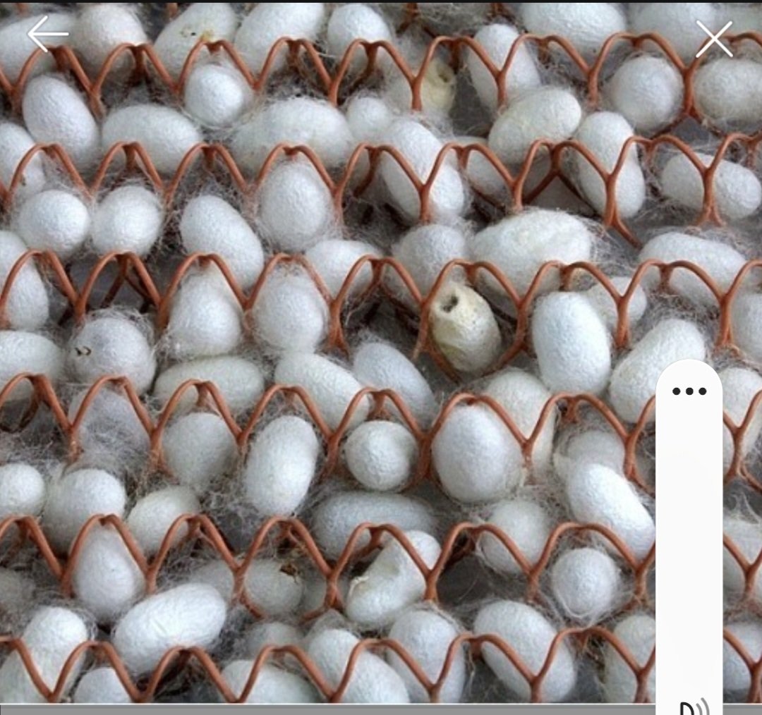 나는 겨울 누애고치
창밖에 새찬 바람소리와 함께
창가에 찬바람이 들어오면
날이밝아 아침이 되어도
이불을 돌돌말아 덥고
이불속에 누애꼬치가되어
이불 속에서 나올줄 모른다
2022년12월13일(화) 김천시 부항중학교 에서 김용철 010 5746 4949