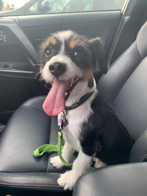 "Y’all can keep your purebreds. Shelter dogs are the cutest." 😊❤