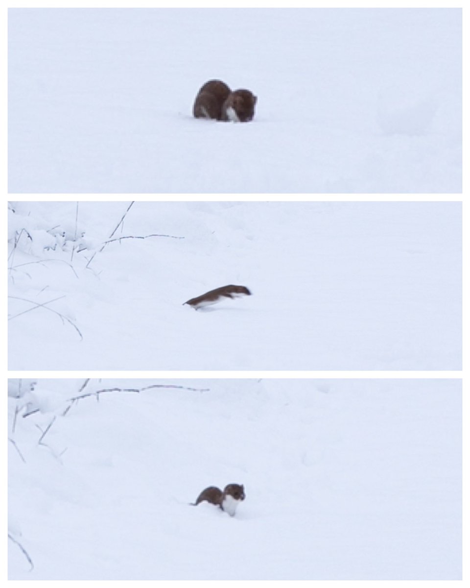 Weasel in the snow this morning on the Lammas Meadow, Walthamstow Marshes. cc @IanSnakeGeek