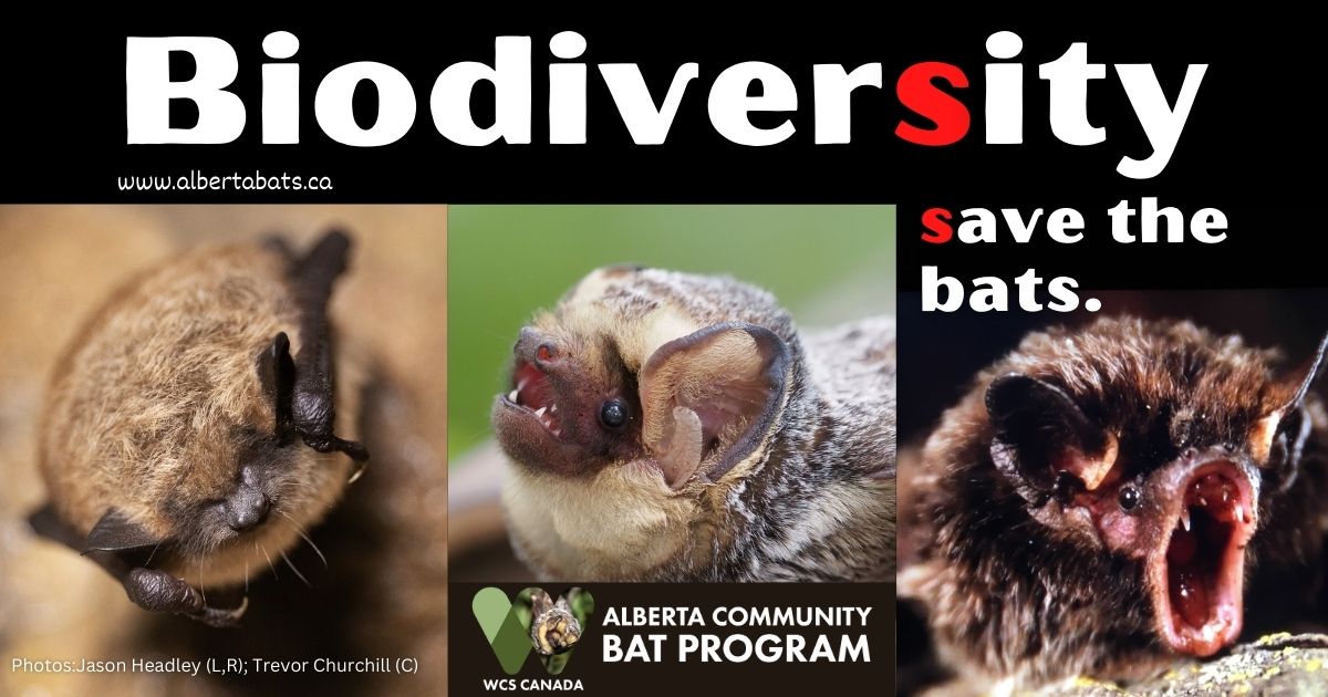 albertabats's tweet photo. Bat biodiversity is worth saving! Not only because bats are AMAZING, but also because they are valuable, both ecologically & economically. #SaveTheBats #BatsEatBugs #PestControl #Biodiversity #COP15 #ProtectHabitat #EveryLittleThingCounts https://t.co/5u5o0jOBDS