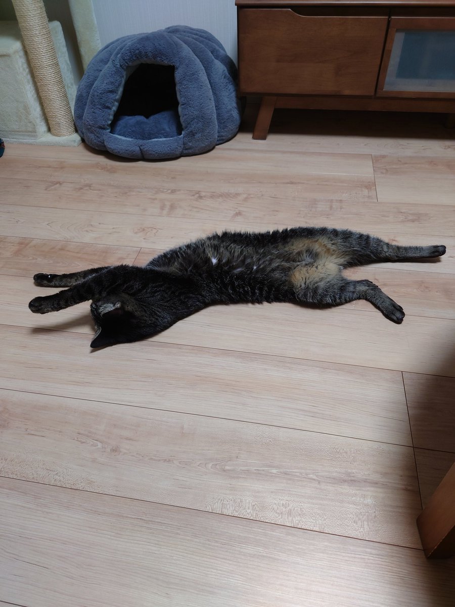 shinbecat's tweet image. 救急車呼ぶか？
#急性ひっくり返りたい症候群
#万歳ねこ