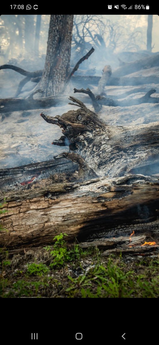 brodriguess's tweet photo. Así esta quedando nuestro bosque... 😔❤️‍🔥 #ardetierradelfuego https://t.co/0KZCz4lbJk