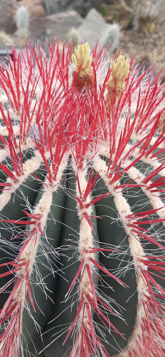 haalimifolia's tweet photo. Had another awesome training day conducting #plant & #bird surveys
Explored a riparian corridor, saw amazing cacti @ Chihuahuan Desert Nature Center & got my LIFER Townsend's Solitaire & Golden-fronted Woodpecker ππ #fieldwork #fieldinclusive #blackbirder #BlackBotanistsWeek https://t.co/mFAzWjHWJD