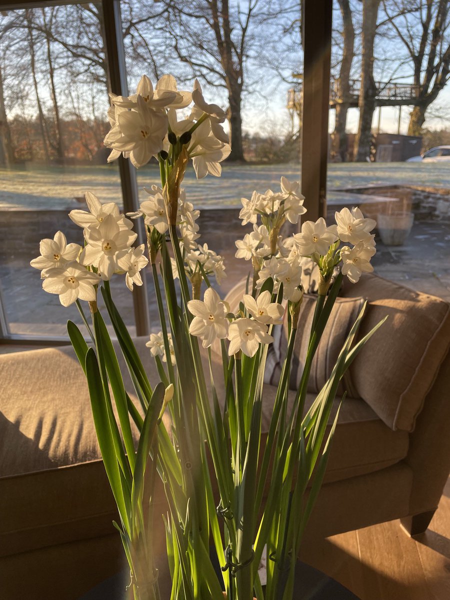 Finally! A decade of trying to get Xmas blooms. #plantschool #narcissi