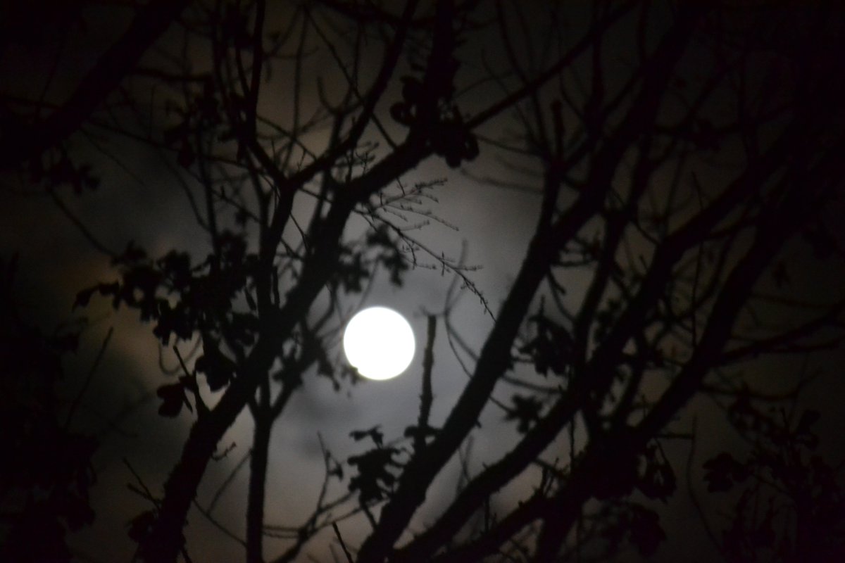 MyLittlePhotos7's tweet photo. So close, so far. 

#moon #amateurphotography #nightview #trees #photography https://t.co/cQ1RUKFekI