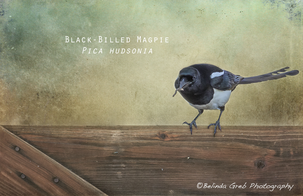 BelindaGreb's tweet image. " Magpie with a Worm " from Belinda Greb Photography society6.com/product/magpie… Bird photography photographic art
#photography