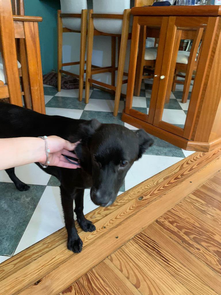 redbicheraof's tweet photo. Caso URGENTE‼️
Fue rescatado de MALTRATO y necesitas otra oportunidad 🙏
Tiene entre 8-9 meses. Esta castrado, sabe hacer pis afuera y es educado. Un cachorro muy jugueton, se lleva bien con todos. Numero de contacto 098 543 676 Agradecemos muchísimo la difusión 🙏 https://t.co/2oQt0m6tlv