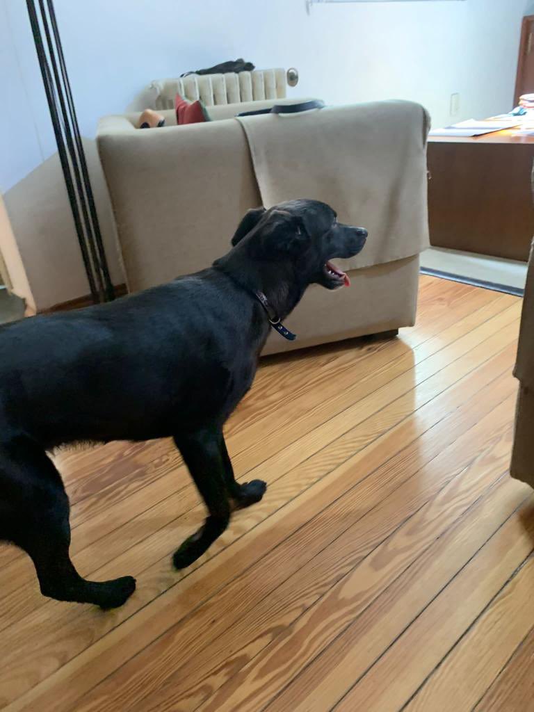 redbicheraof's tweet photo. Caso URGENTE‼️
Fue rescatado de MALTRATO y necesitas otra oportunidad 🙏
Tiene entre 8-9 meses. Esta castrado, sabe hacer pis afuera y es educado. Un cachorro muy jugueton, se lleva bien con todos. Numero de contacto 098 543 676 Agradecemos muchísimo la difusión 🙏 https://t.co/2oQt0m6tlv