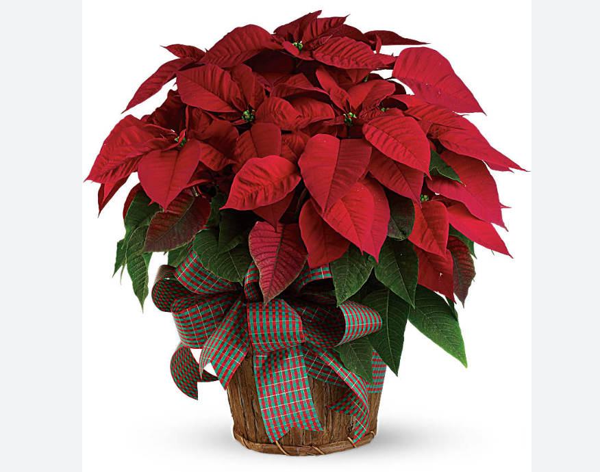 United Parish in Brookline tweet media