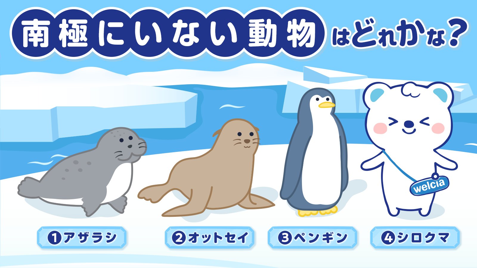 ウエルシアグループ公式 うえたん 南極の日 南極にいない動物はどれかな の中から選んで コメントで答えてね 答えは16時に発表するよ 南極は氷がとっても大きくてきれいですʕ๑ ᴥ ๑ʔ うえたん ウエルシア 今日は何の日 クイズ