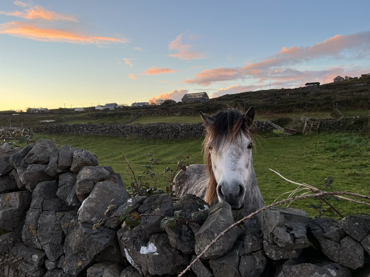 anthr_pology's tweet photo. don’t know how many times i said “níl aon rud agam duit, níl aon rud am,” but he would still come up to me when i walked past him 🤍 https://t.co/NQJaR4RWPL