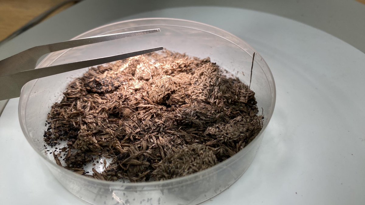 yukonberingia's tweet photo. 1/ As promised, here's a couple new pictures from the exhibit renewal process. Here you can see Yukon Palaeontologist Dr Grant Zazula searching through this ice age arctic ground squirrel nest for plant seeds and capsules that may become part of the new exhibits! #BeringiaBTS https://t.co/6E0EFHOU2V