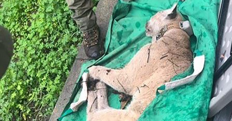 CaliforniaDFW's tweet photo. Health Evaluation Underway For Mountain Lion P-22