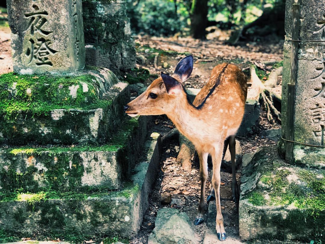 Jennife44324561's tweet photo. •#奈良公園 #奈良 #鹿•iPhone 8+ back camera•#zhengphotography #photography #photooftheday #photographerslife #photographyso https://t.co/VXusOqL4J0