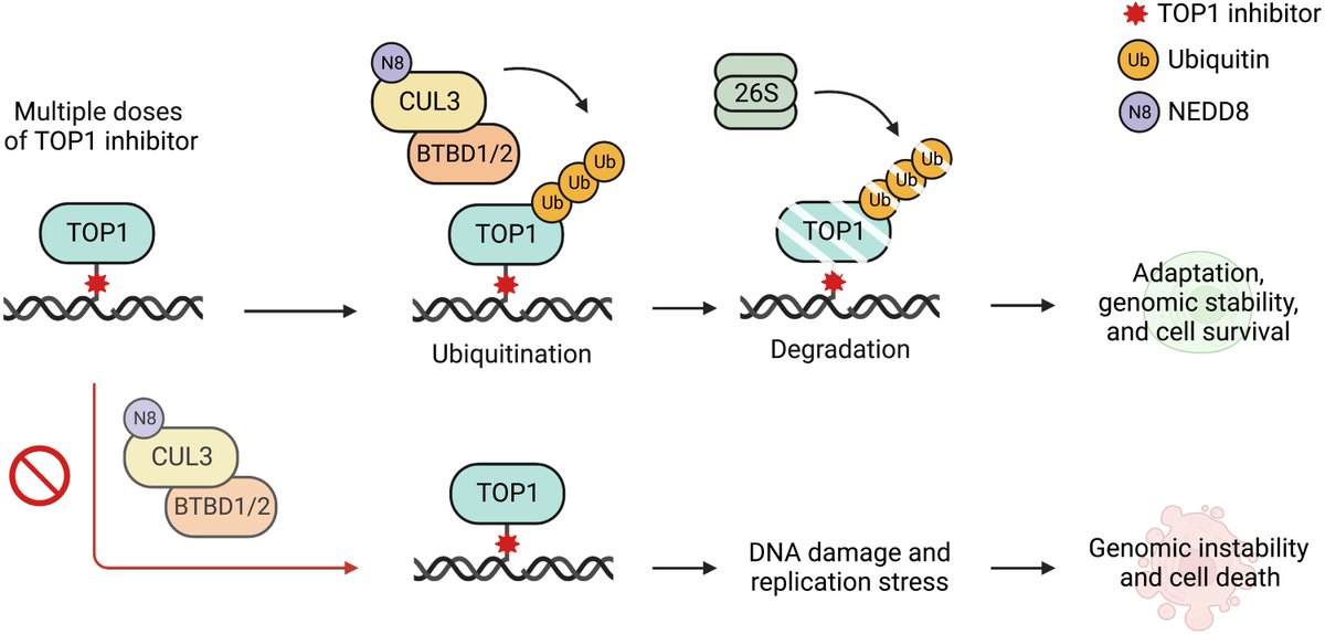 Alice Meroni (@meroni_alice) on Twitter photo Very excited to share my work just published on <a href="/ScienceAdvances/">Science Advances</a> ‼️NEDDylated Cullin 3 mediates the adaptive response to TOP1 inhibitors science.org/doi/10.1126/sc…
<a href="/VindigniLab/">Vindigni lab</a> and our collaborators <a href="/BaranelloL/">Baranello Lab</a> <a href="/priyanka13verma/">priyanka verma</a> Very excited to share my work just published on <a href="/ScienceAdvances/">Science Advances</a> ‼️NEDDylated Cullin 3 mediates the adaptive response to TOP1 inhibitors science.org/doi/10.1126/sc…
<a href="/VindigniLab/">Vindigni lab</a> and our collaborators <a href="/BaranelloL/">Baranello Lab</a> <a href="/priyanka13verma/">priyanka verma</a>