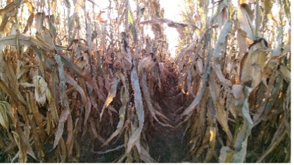 OhioStatePA's tweet photo. The #DigitialAg Team is working hard to finalize the 2022 #eFields report which will be released soon after the first of the year! The reports feature on-farm 
#research from across #Ohio. Visit https://t.co/0URYgk39uy to view past reports. #leanonyourlandgrant #corn #precisionag https://t.co/f3rWUCk59O