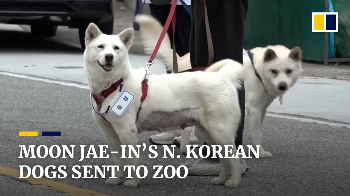 A pair of white Pungsan dogs given to former South Korean president