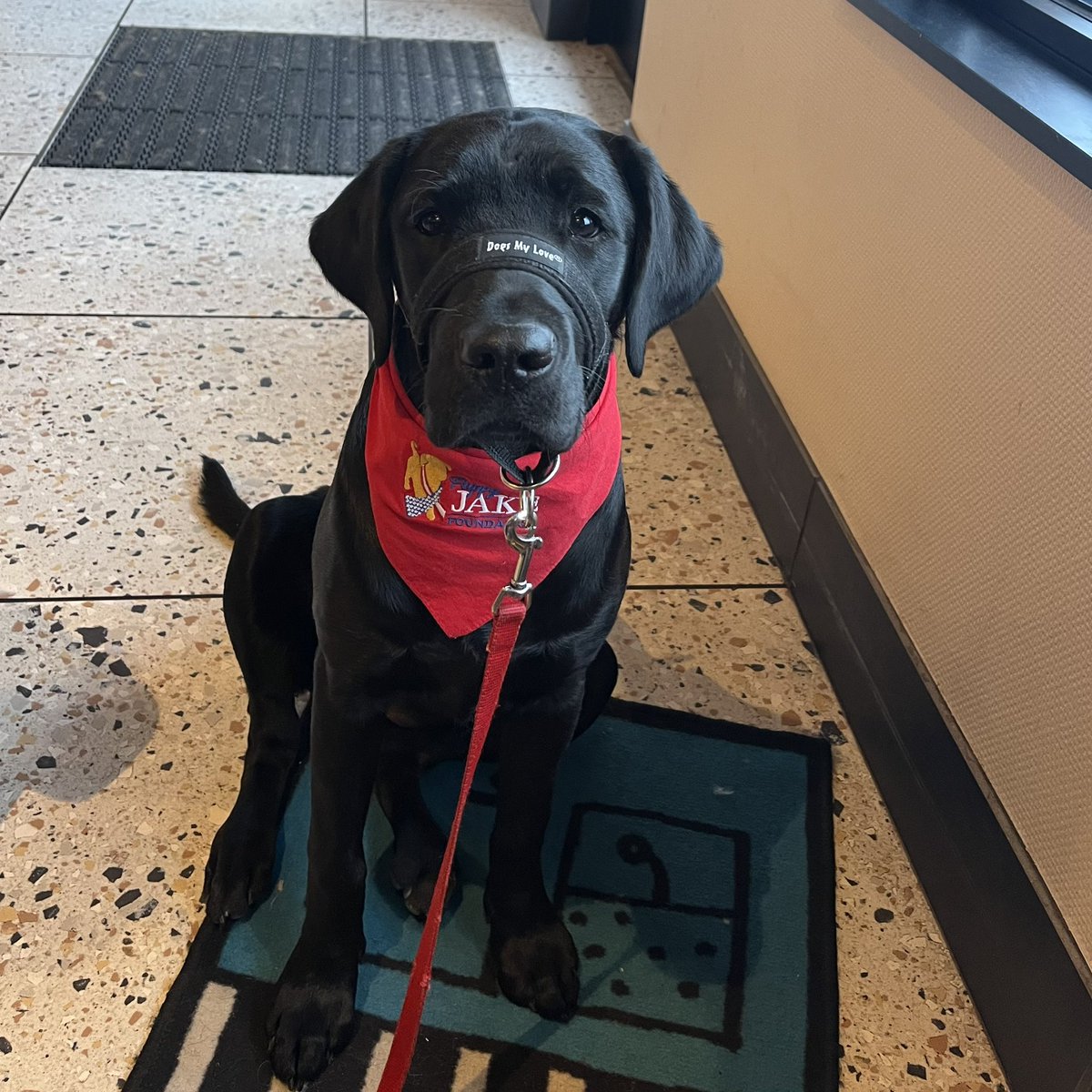 In 12.5 hours, I will be departing <a href="/puppyjakefdn/">Puppy Jake Foundation</a> for the Newton Correctional Facility. <a href="/bethlin66/">Beth Lin Hartmann ☮️</a> has loved 🥰 me and trained me the past 4.5 months. My mission with her is almost complete.