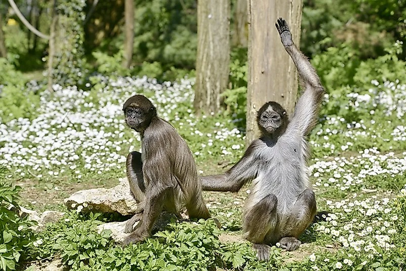 #COP15 #BiodiversityCrisis 

The last wave goodbye.

They spend their lives peacefully dispersing tree and flower seeds.

But 98% of their forest was destroyed for raising cattle, so we can soon include the extinction of the Brown spider monkeys of Venezuela in the price of beef.