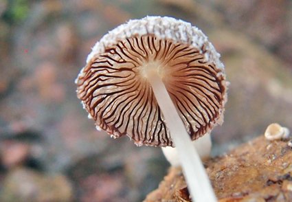Phytotaxa's tweet photo. Two new species of #Coprinopsis from Kerala State, #India
https://t.co/iniMrRZOoz https://t.co/hDC36VDuV7