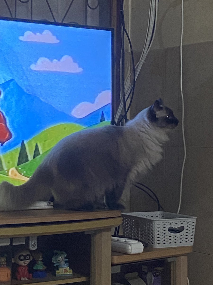 ubithecat's tweet image. ❌ nonton tipi
✅ nonton dinding