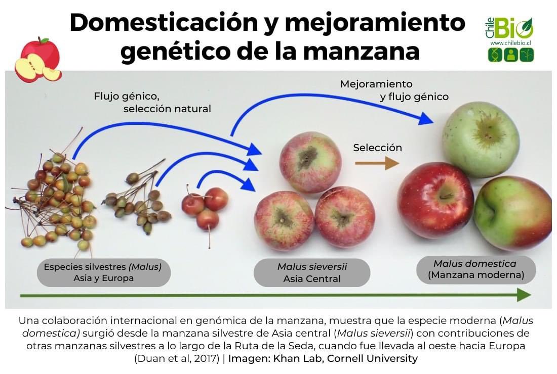 Fascinating tale of domestication of apple 

<a href="/ChileBio_AG/">ChileBio</a>