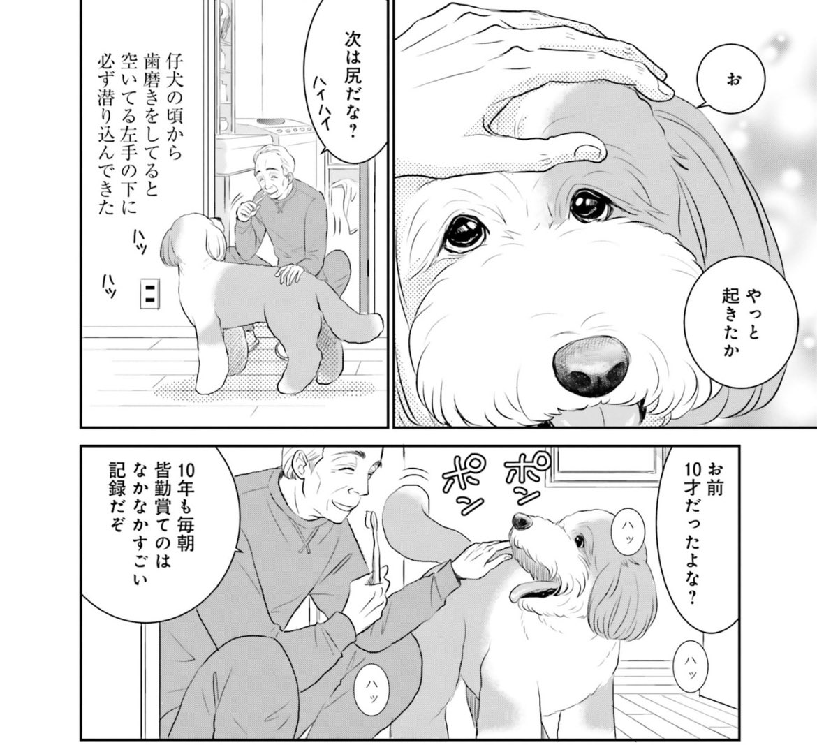 犬の介助や看病が忙しくなってからは全く筋トレする時間取れないので歯磨きの時にスクワット50回だけ気持ち的に続けてる。それすらしんどいけど、坊が歯磨きの時必ず来てくれるのでやる気になります。

↓小山田さんとリボンのこれは坊と私のルーティンから🎀 